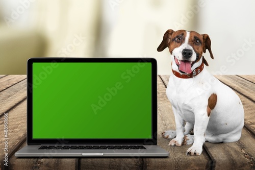 portrait of cute dog puppy sitting next to a laptop with green screen, online shopping, © BillionPhotos.com