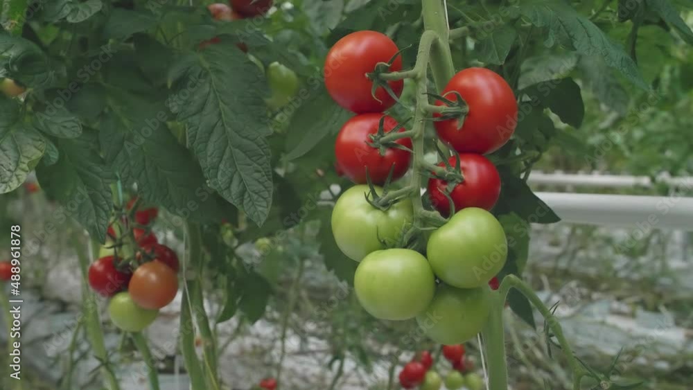 Bunch of ripening tomatoes in greenhouse Bunch of ripening tomatoes in greenhouse