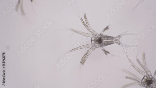 Shrimp larvae under a microscope. Nauplius larva of white shrimp swimming in sae water under microscope, Asia. Microscopic, Macro, Biology, Laboratory. photo