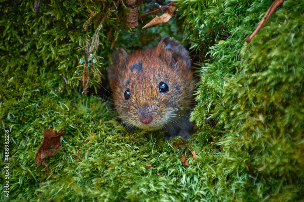 forest mouse in the burrow (Apodemus Sylvaticus) forest mouse in the burrow (Apodemus Sylvaticus)