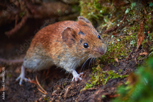 waiting forest mouse (Apodemus Sylvaticus)