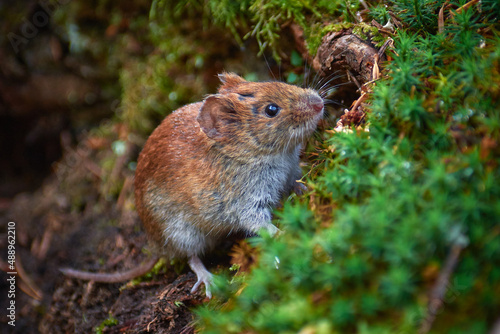 forest mouse on alert (Apodemus Sylvaticus)