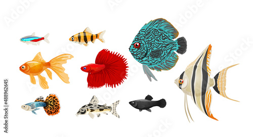Freshwater aquarium fish set in realistic style,vector illustration.