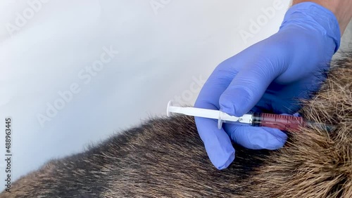 Vaccination of pets. Veterinarian gives a vaccine injection to a German Shepherd dog into withers. Close-up. Prevention of rabies and treatment of animals.