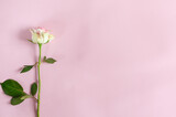 Single  rose on a pink background. Top view with copy space