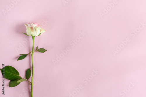 Single  rose on a pink background. Top view with copy space © Tinka Mach