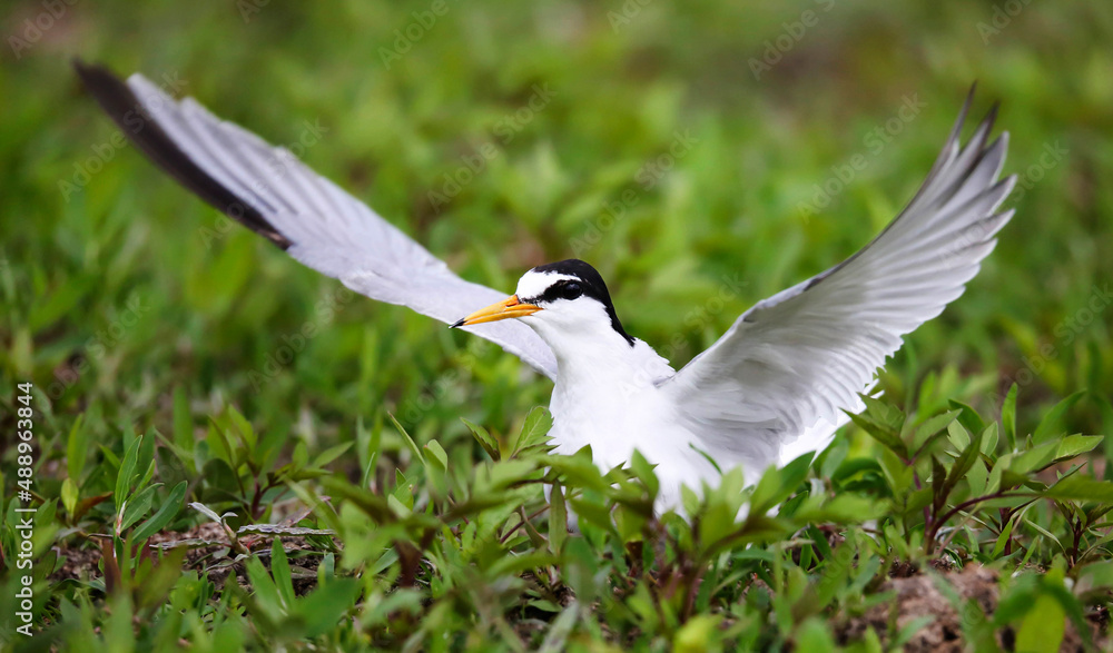 Little tern a breeding colony on the banks of the Pripyat River Little tern a breeding colony on the banks of the Pripyat River