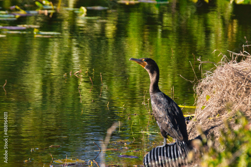 Wild birds on a golf course in Stuart Florida