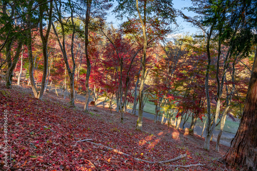 Naklejka premium 静岡県伊豆市修善寺 修善寺自然公園もみじ林