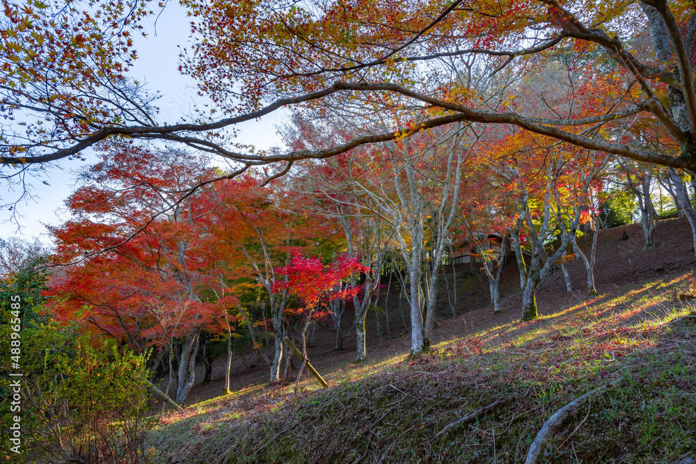 Naklejka premium 静岡県伊豆市修善寺 修善寺自然公園もみじ林