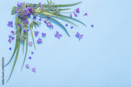 spring wild flowers on blue paper background