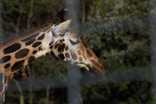 Photography giraffe