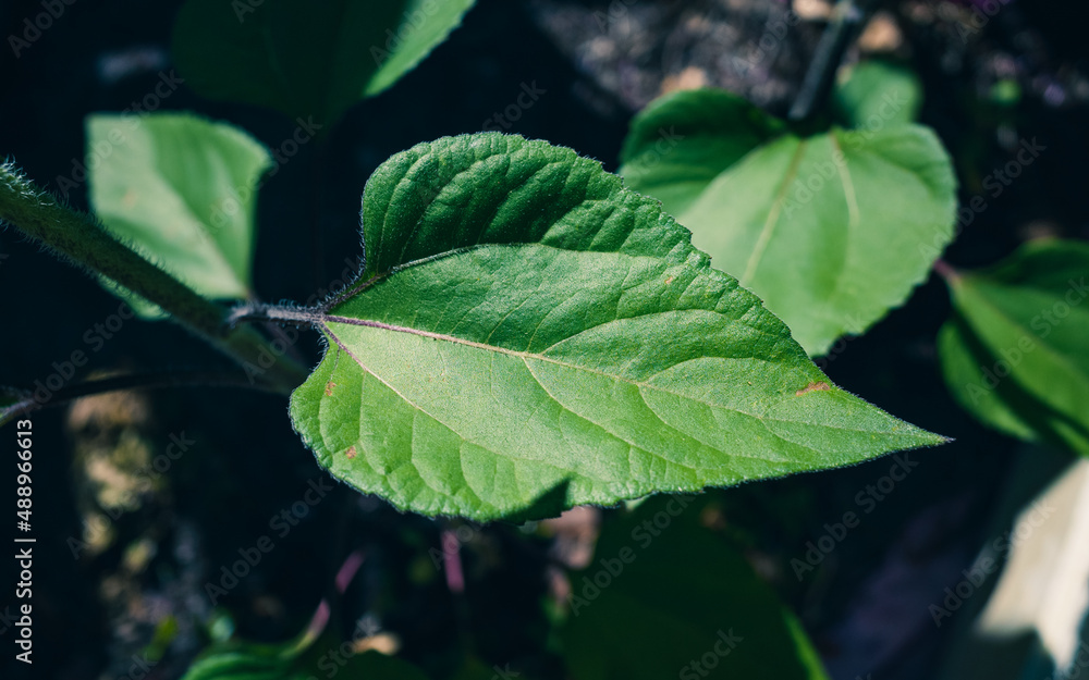 Obraz premium leaves in the sun
