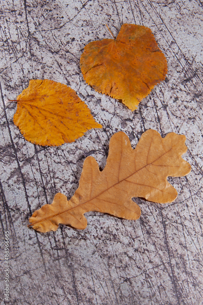 autumn in the city; september; sad; autumn photo; top view; leaves; orange; autumn; plant; background; closeup; foliage; outdoor; leaf; asphalt; dry; texture; nature; natural; park; season; road; fall autumn in the city; september; sad; autumn photo; top view; leaves; orange; autumn; plant; background; closeup; foliage; outdoor; leaf; asphalt; dry; texture; nature; natural; park; season; road; fall