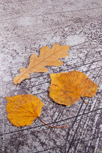 autumn in the city; september; sad; autumn photo; top view; leaves; orange; autumn; plant; background; closeup; foliage; outdoor; leaf; asphalt; dry; texture; nature; natural; park; season; road; fall