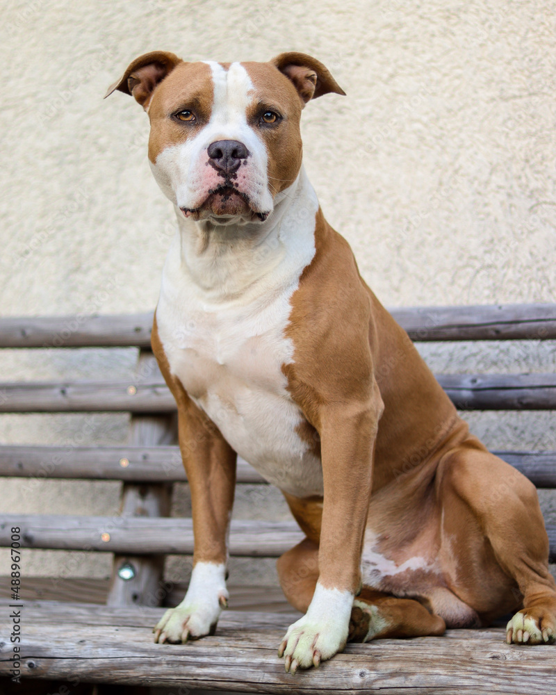 american staffordshire terrier dog american staffordshire terrier dog