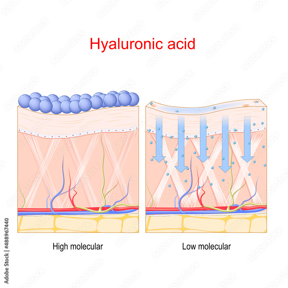 Hyaluronic acid. in the skin of Low and High molecule Stock