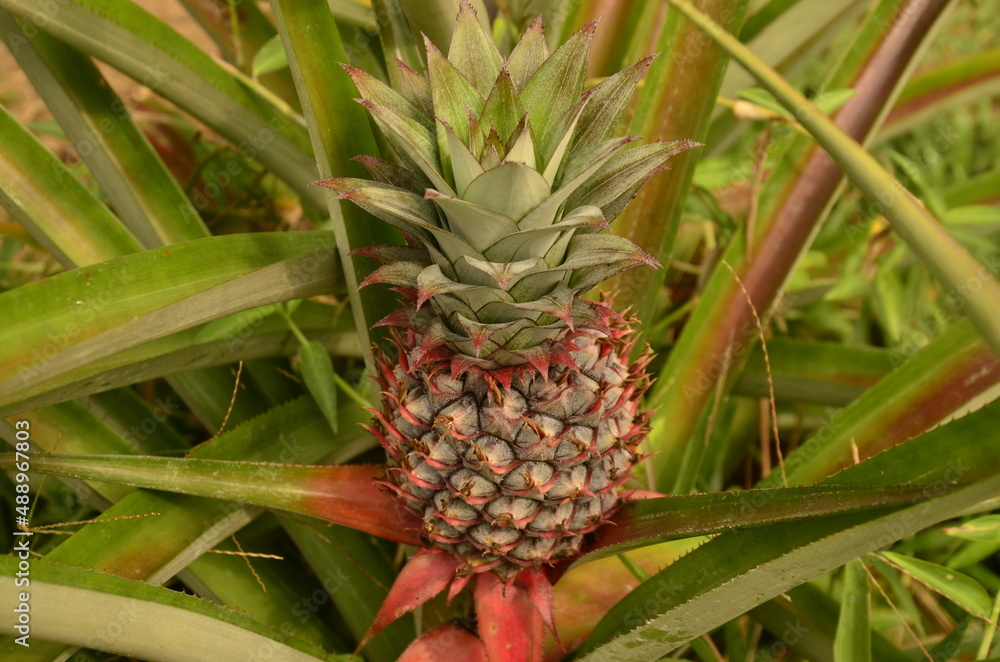 Different Vietnam images, streets, markets, temples, buildings, rivers, beaches, and national parks.