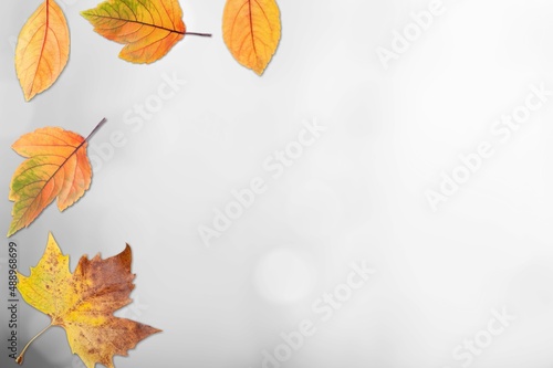 Cosmetic background with autumn leaves. Trendy abstract nature template