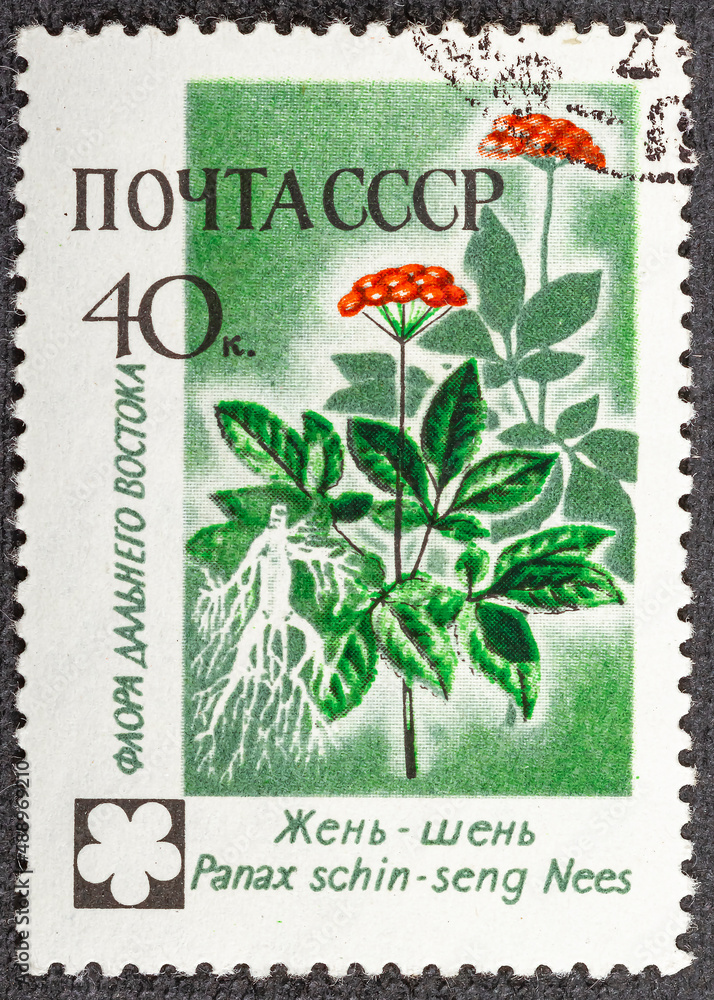 RUSSIA - CIRCA 1960: stamp printed by Russia, shows flowers Ginseng, circa 1960 RUSSIA - CIRCA 1960: stamp printed by Russia, shows flowers Ginseng, circa 1960