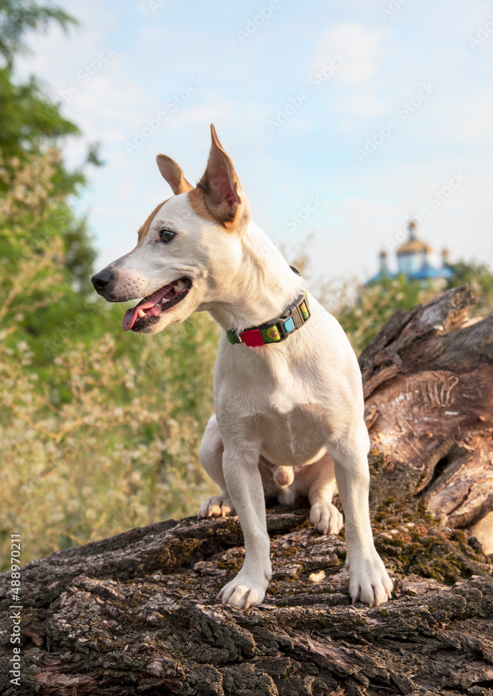 Dog breed Jack Russell Terrier in the park on a dry tree Dog breed Jack Russell Terrier in the park on a dry tree