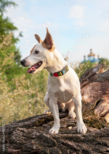 Dog breed Jack Russell Terrier in the park on a dry tree