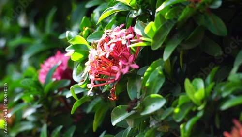 West Indian jasmine (also called ixora, jungle flame, jungle geranium, cruz de Malta) with a natural background photo