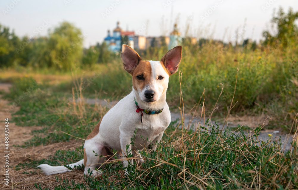 Dog breed Jack Russell Terrier in the park