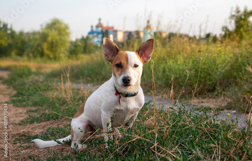 Dog breed Jack Russell Terrier in the park © Daria