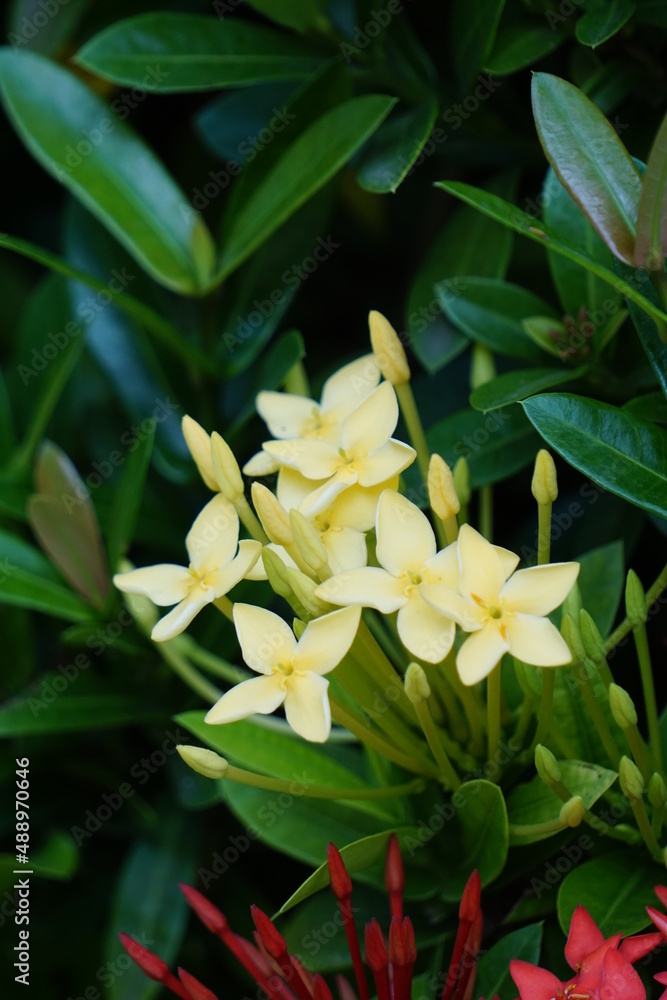 Obraz premium West Indian jasmine (also called ixora, jungle flame, jungle geranium, cruz de Malta) with a natural background