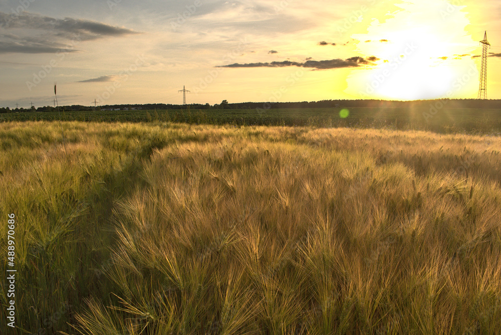 barley field with a beautiful golden sunset on a summer day in Germany
