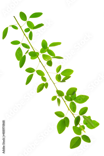 green twig of ivy is isolated on white background
