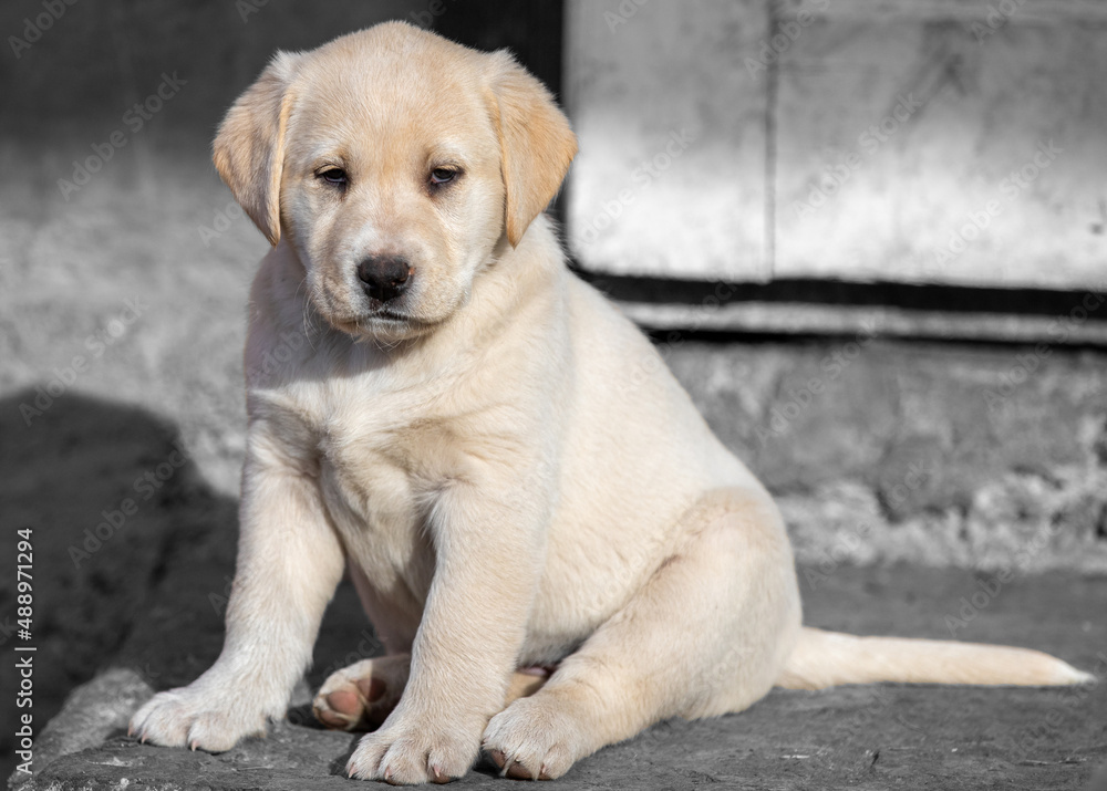 A Labrador puppy in the foreground A Labrador puppy in the foreground