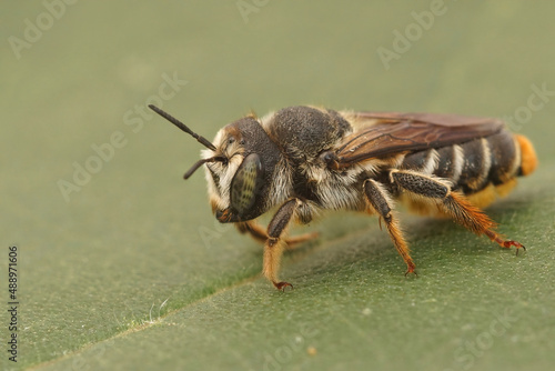 Closeup on a female Mediterranean Golden-tailed Woodborer, Lithurgus chrysurus sitting on a green leaf in Southern France photo