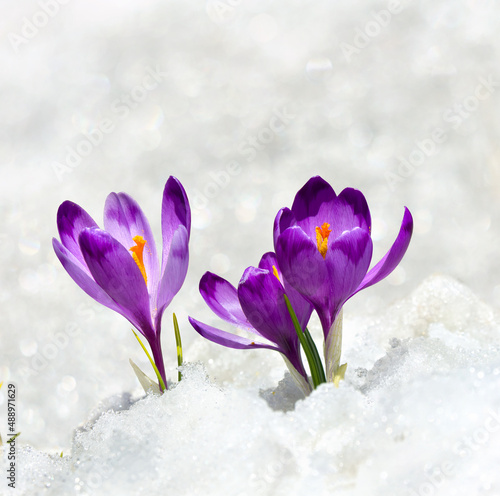 Spring snowdrops flowers violet crocuses ( Crocus heuffelianus ) in snow with space for text