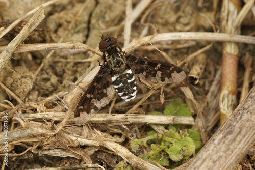 Closeup on a beautiful patterned bee-fly, Exoprosopa jacchus sitting down on the ground with open wings in Southern France photo