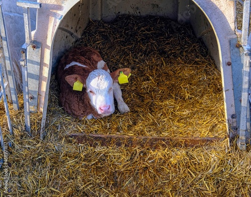 Kleine Kälber in eigenen Boxen von der Mutter getrennt