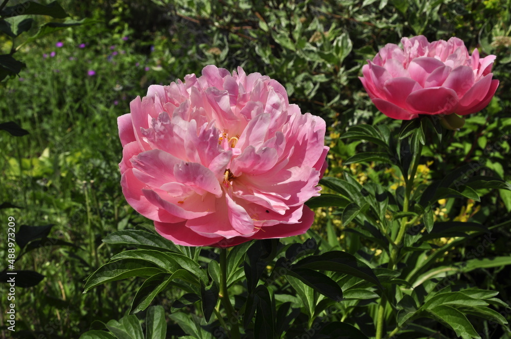 Fototapeta premium Blooming garden flowers peonies. Peonies in the garden. 