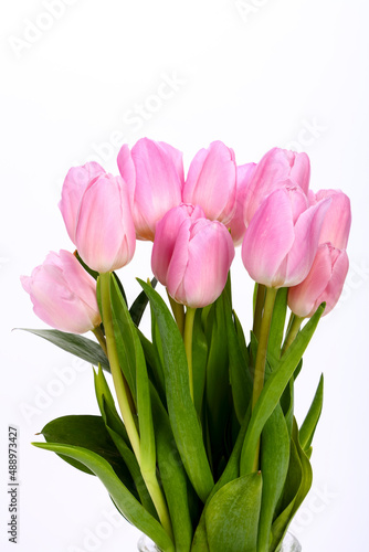 Bunch of pink tulips tulipa isolated on a white background
