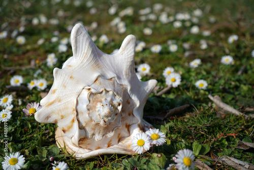 sea shell on green field with daisies