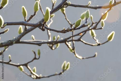 Magnolia branch with green buds on light grey background in early spring
