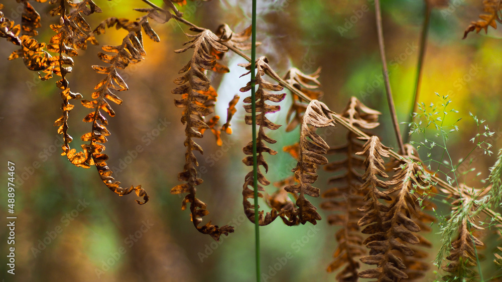 Macro de feuilles de fougère, aux couleurs diverses, dans la forêt des Landes de Gascogne, en saison estivale