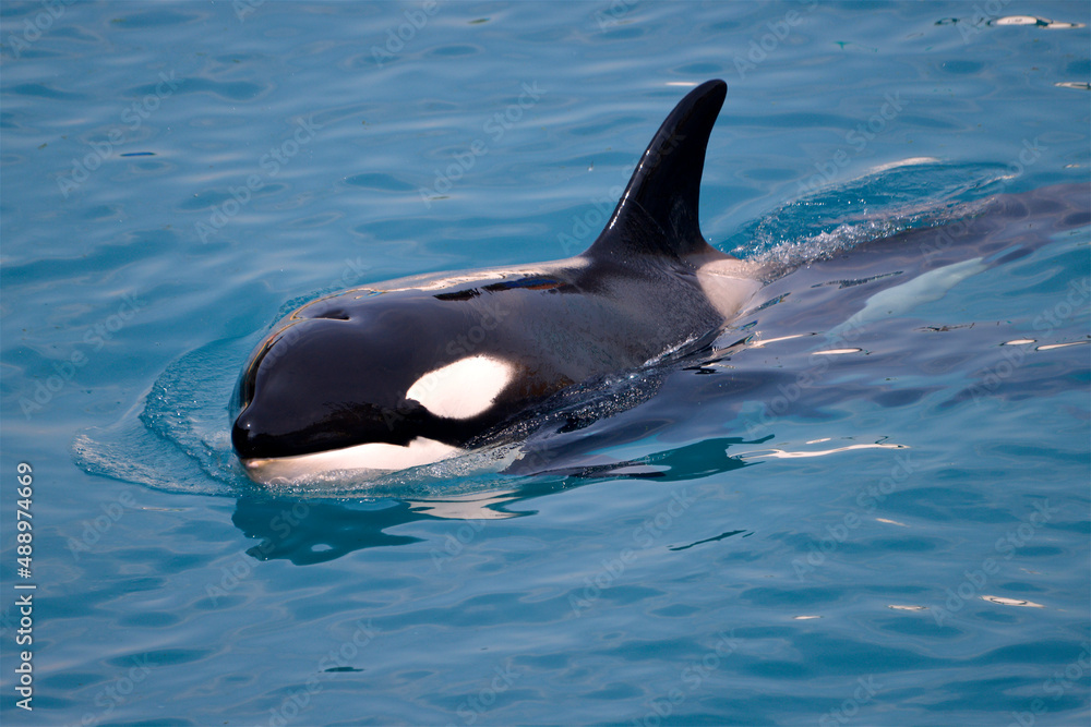 Fototapeta premium Closeup killer whale (Orcinus orca) swimming in blue water