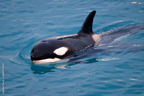 Closeup killer whale (Orcinus orca) swimming in blue water