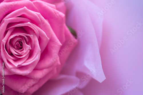 Pink lush rose close-up on a pink background. Beautiful rose on the left  photo for postcard with space for text. High quality photo