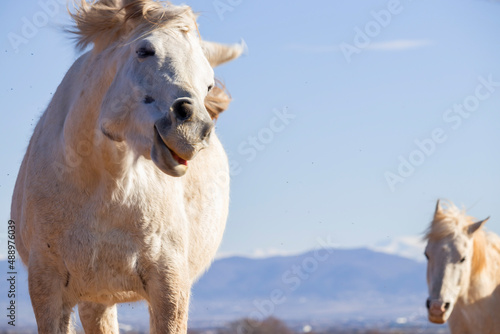Fototapeta Naklejka Na Ścianę i Meble -  A portrait of a funny cute beautiful horse that looks into the camera, on the background is a second white horse that is watching at her