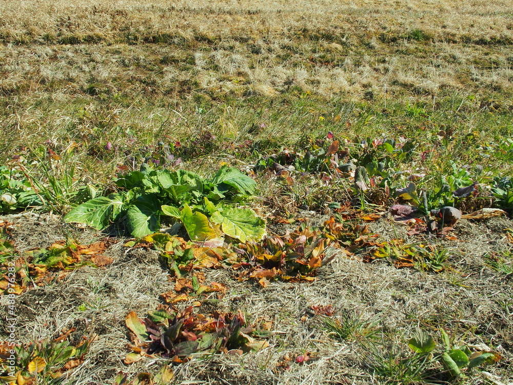 Obraz premium 早春の江戸川土手の若草