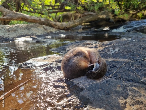 Obraz na płótnie Wild platypus sleeping on the rock in the sun near Atherton, North Queensland, A