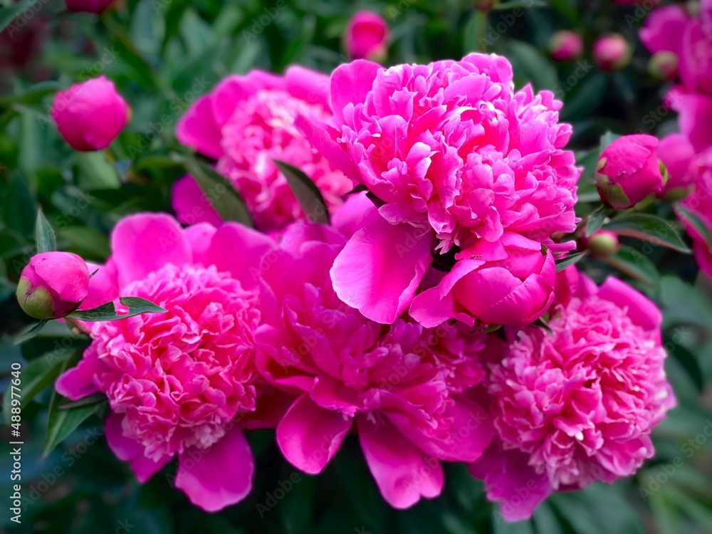 Gorgeous blooming pink peonies in the garden. Postcard. The concept of amazing blooming flowers. Peonies in bloom. Summer floral composition. Beautiful blossom.