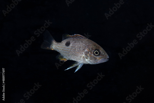 イッテンフエダイの幼魚 photo